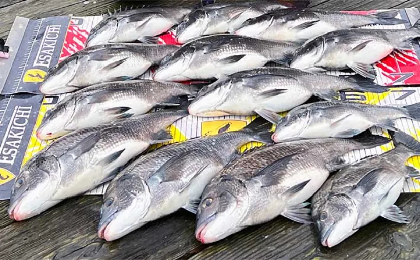 イカダ・カカリ釣りで49cm頭に乗っ込みの良型クロダイ13匹【三重・やま栄渡船】