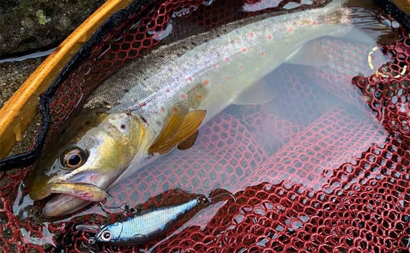 渓流ルアー釣行で40cm超えブラウントラウトと対面【愛知・段戸川C＆R