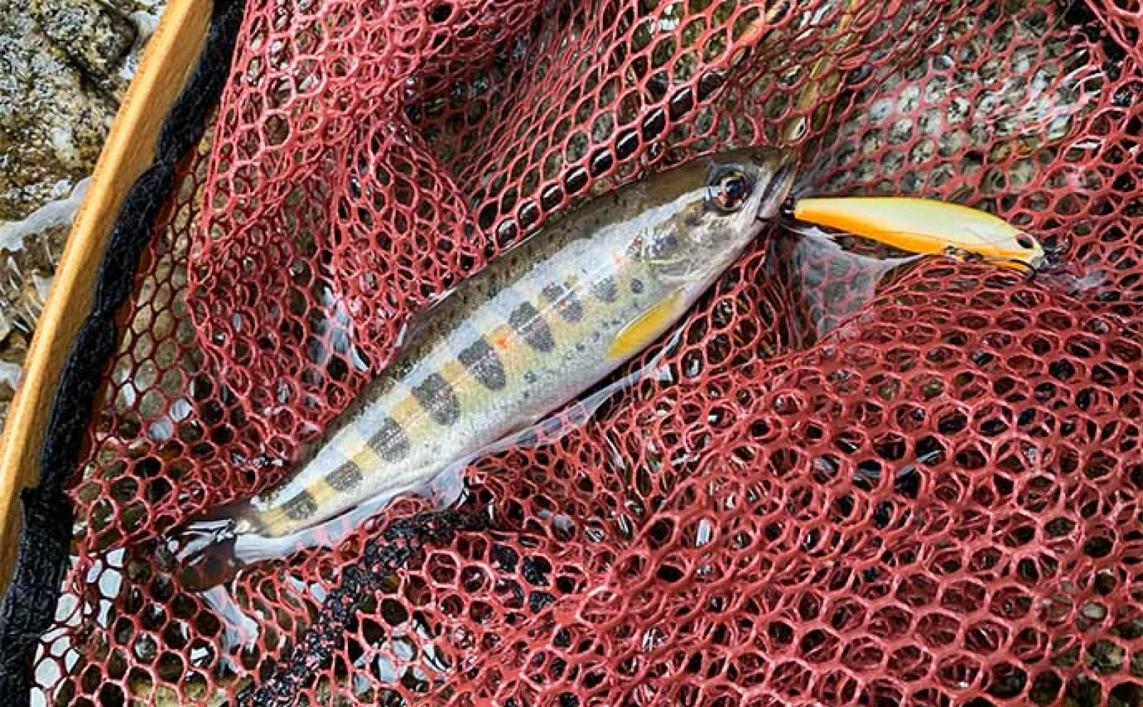 渓流ルアー釣行で40cm超えブラウントラウトと対面【愛知・段戸川C&R区間】