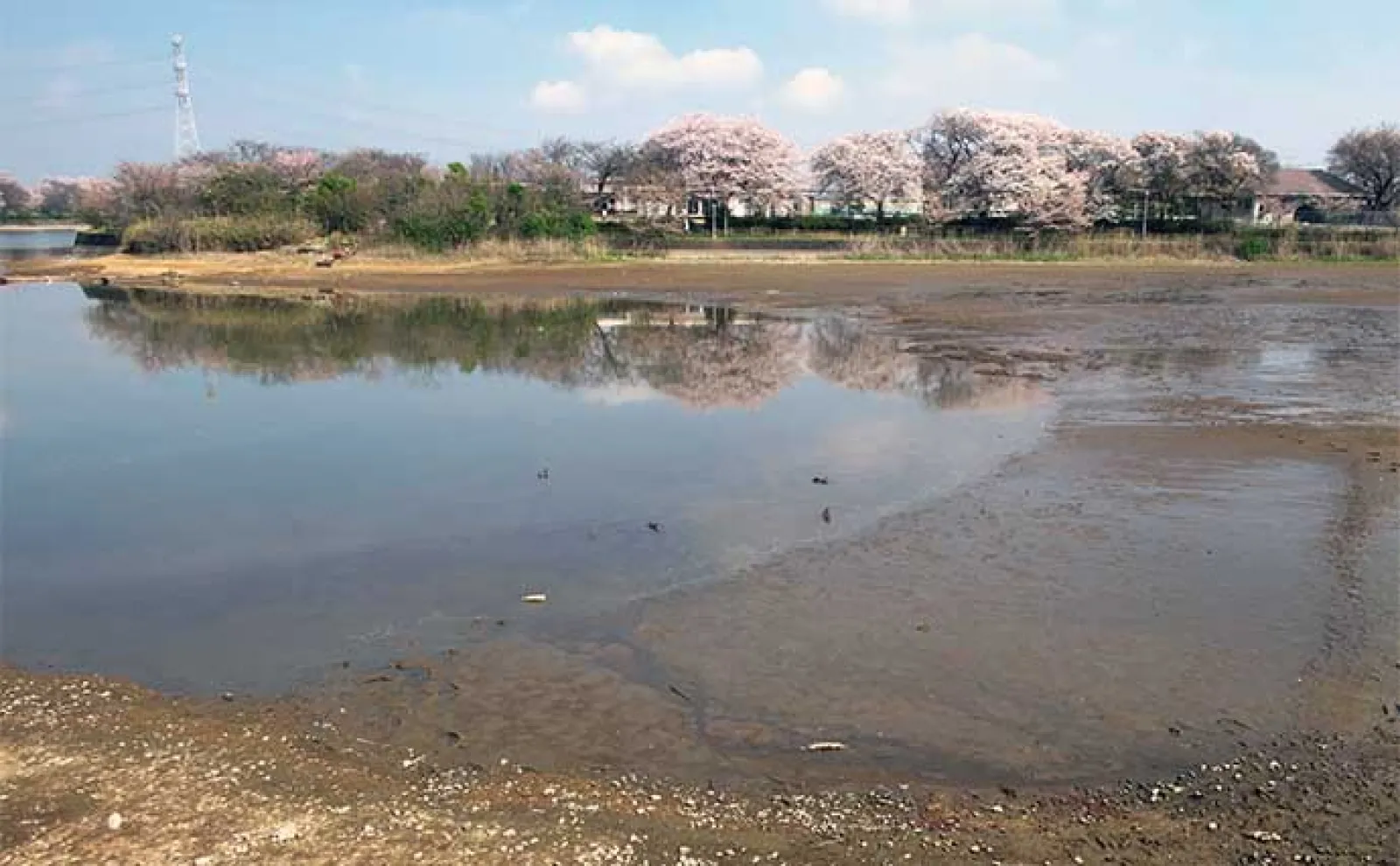今週のヘラブナ推薦釣り場2023【茨城県・砂沼】