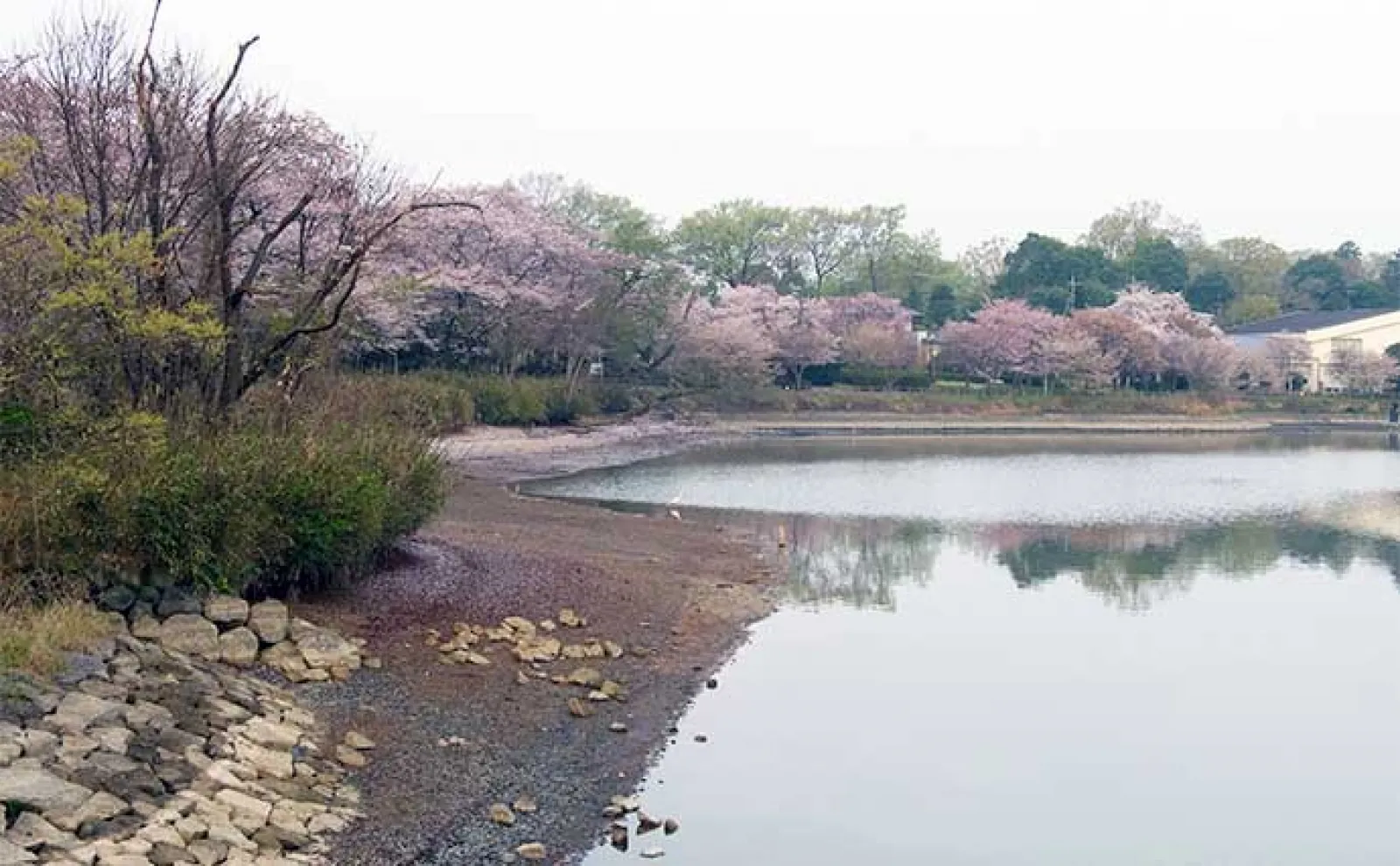 今週のヘラブナ推薦釣り場2023【茨城県・砂沼】