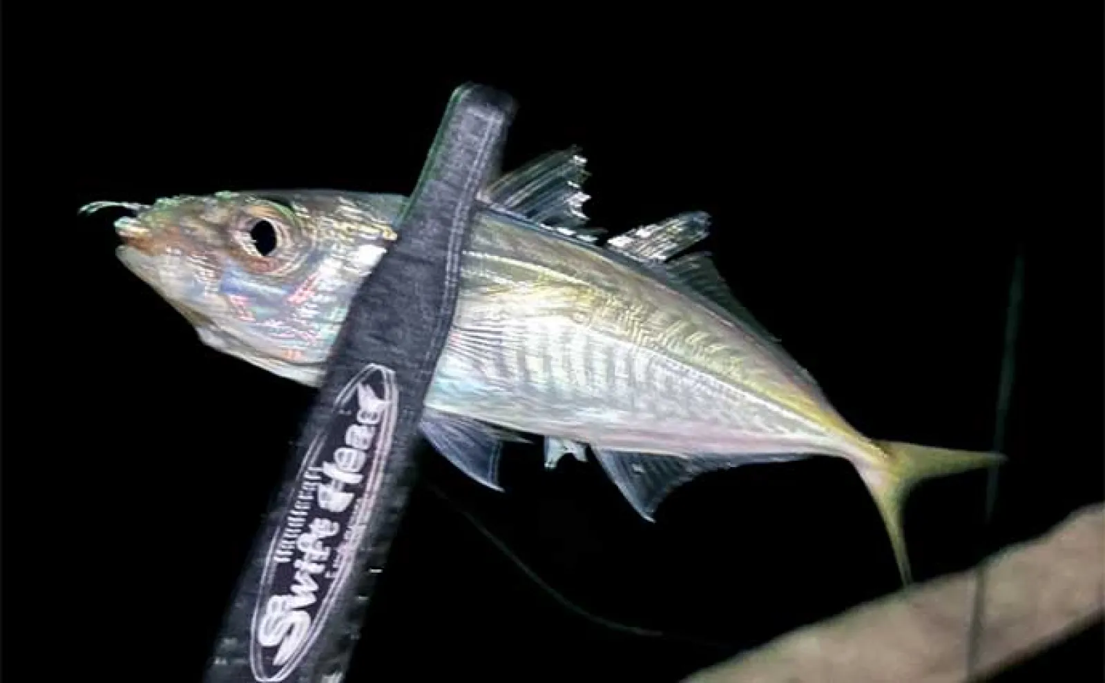 堤防アジング釣行でアジ連打【大阪・深日港】サビキ釣りを観察すると釣れる?