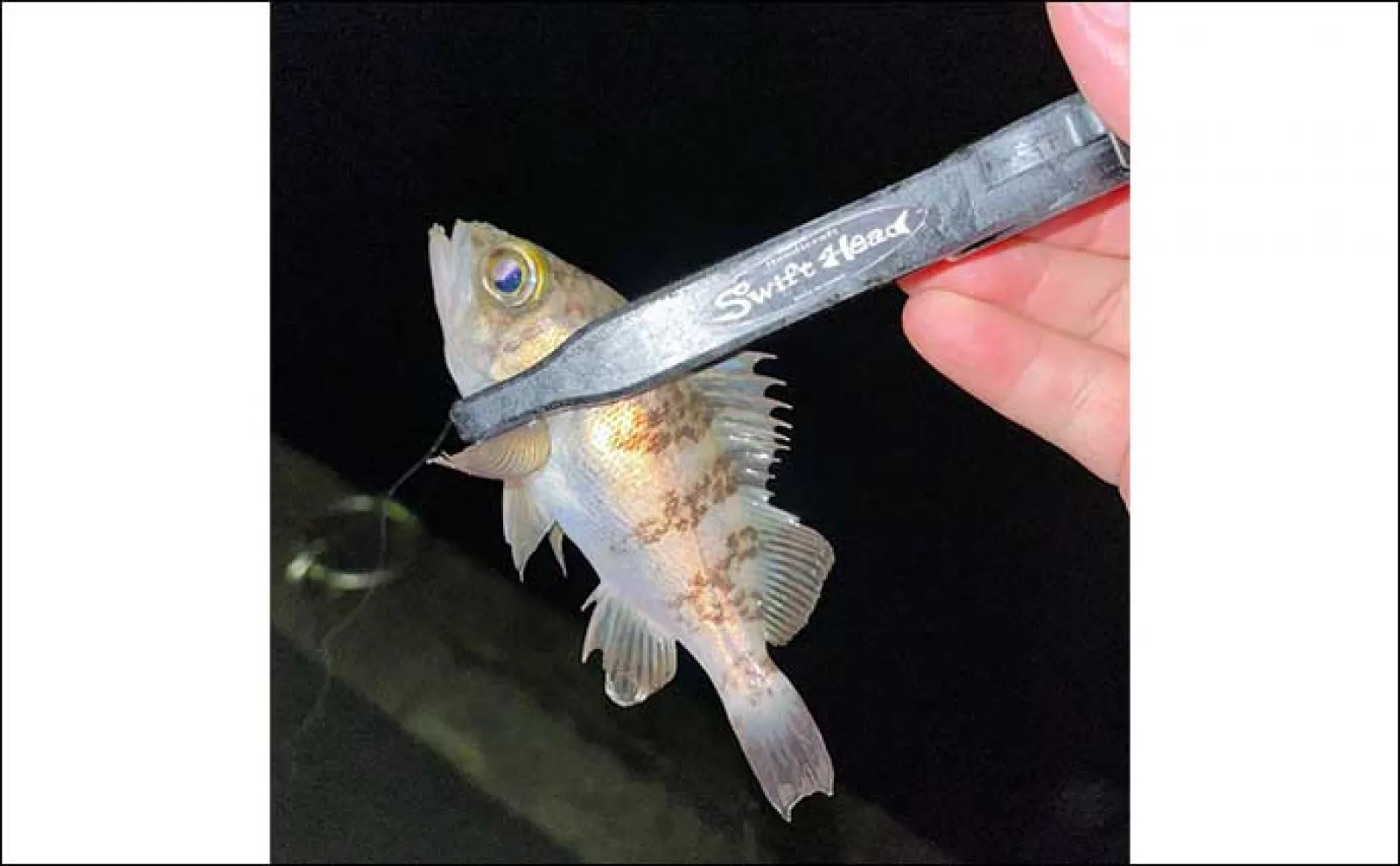 堤防アジング釣行でアジ連打【大阪・深日港】サビキ釣りを観察すると釣れる?