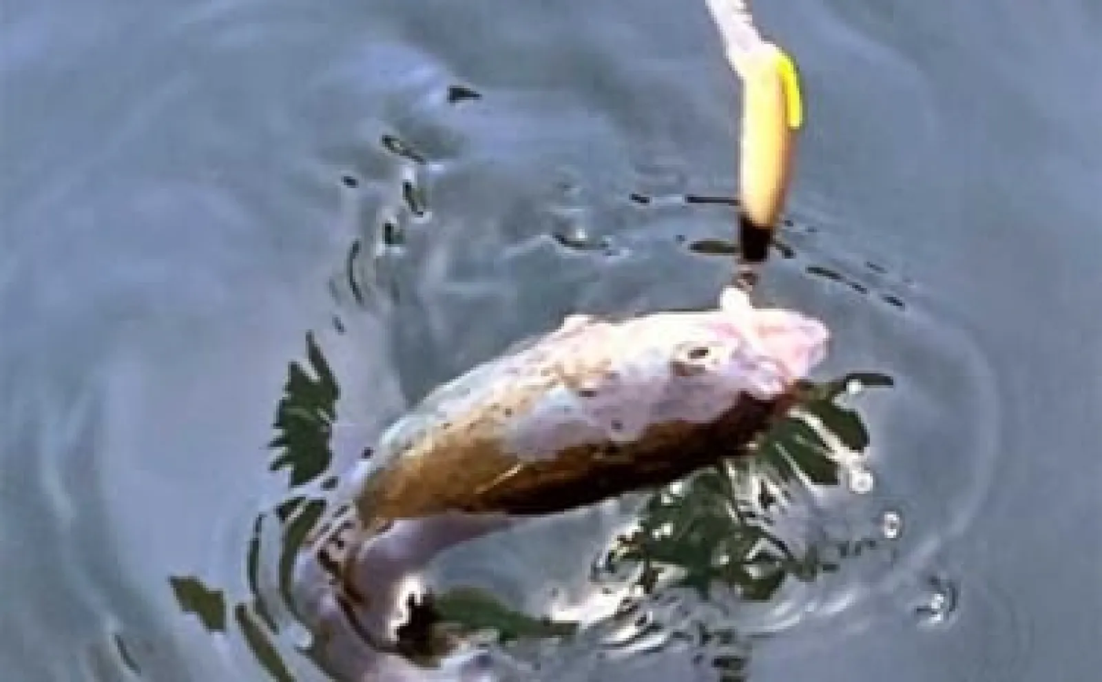 エリアトラウト釣行で76匹手中【滋賀・醒井養鱒場】自塗りルアーで連発