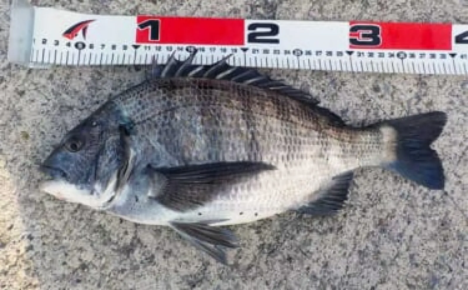 堤防からのウキダンゴ釣りでクロダイ６匹【愛知・常滑港】潮緩むと連発