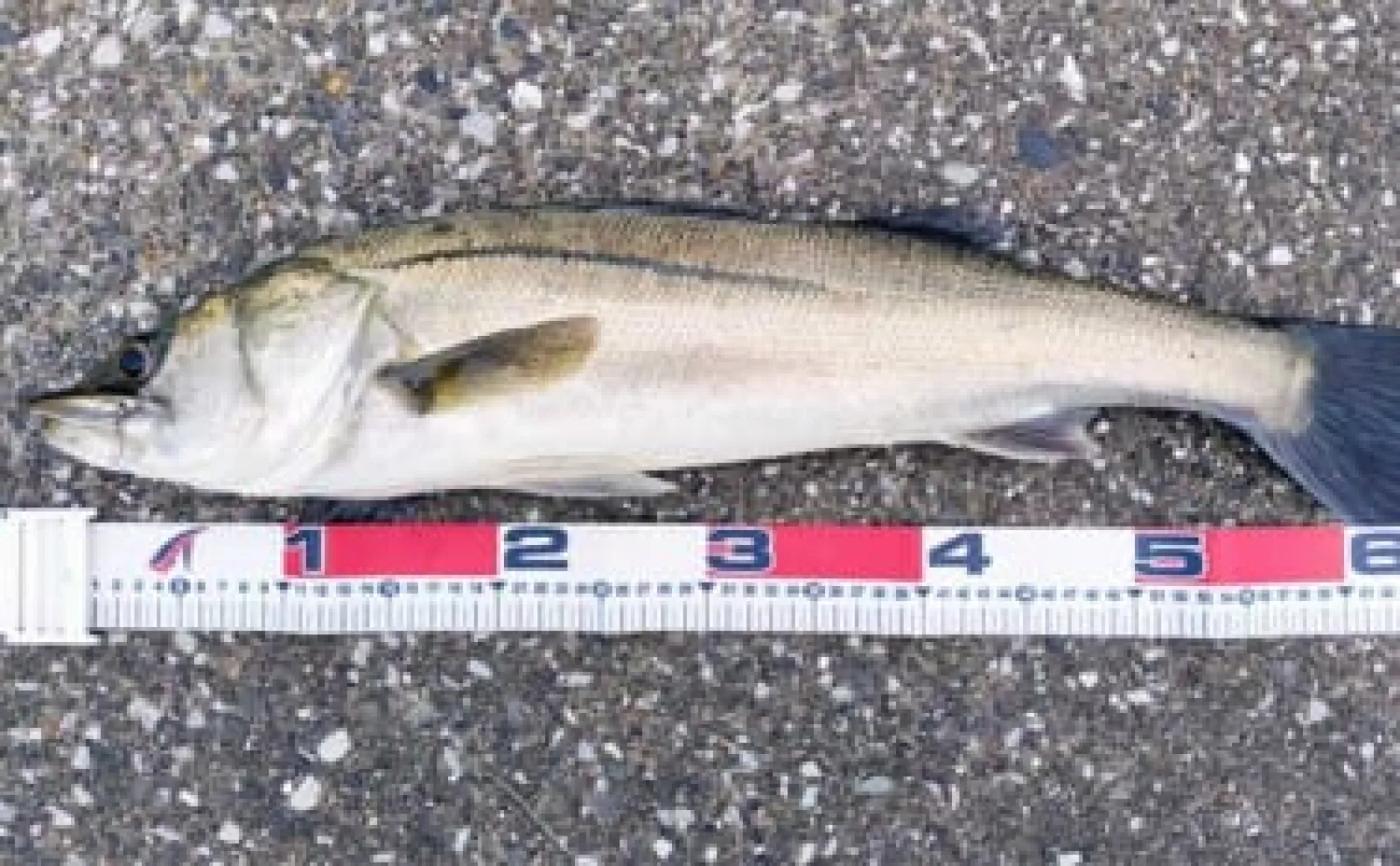 【ドブ川・日中・流れなし】釣れない条件揃った場所でもシーバスは釣れる