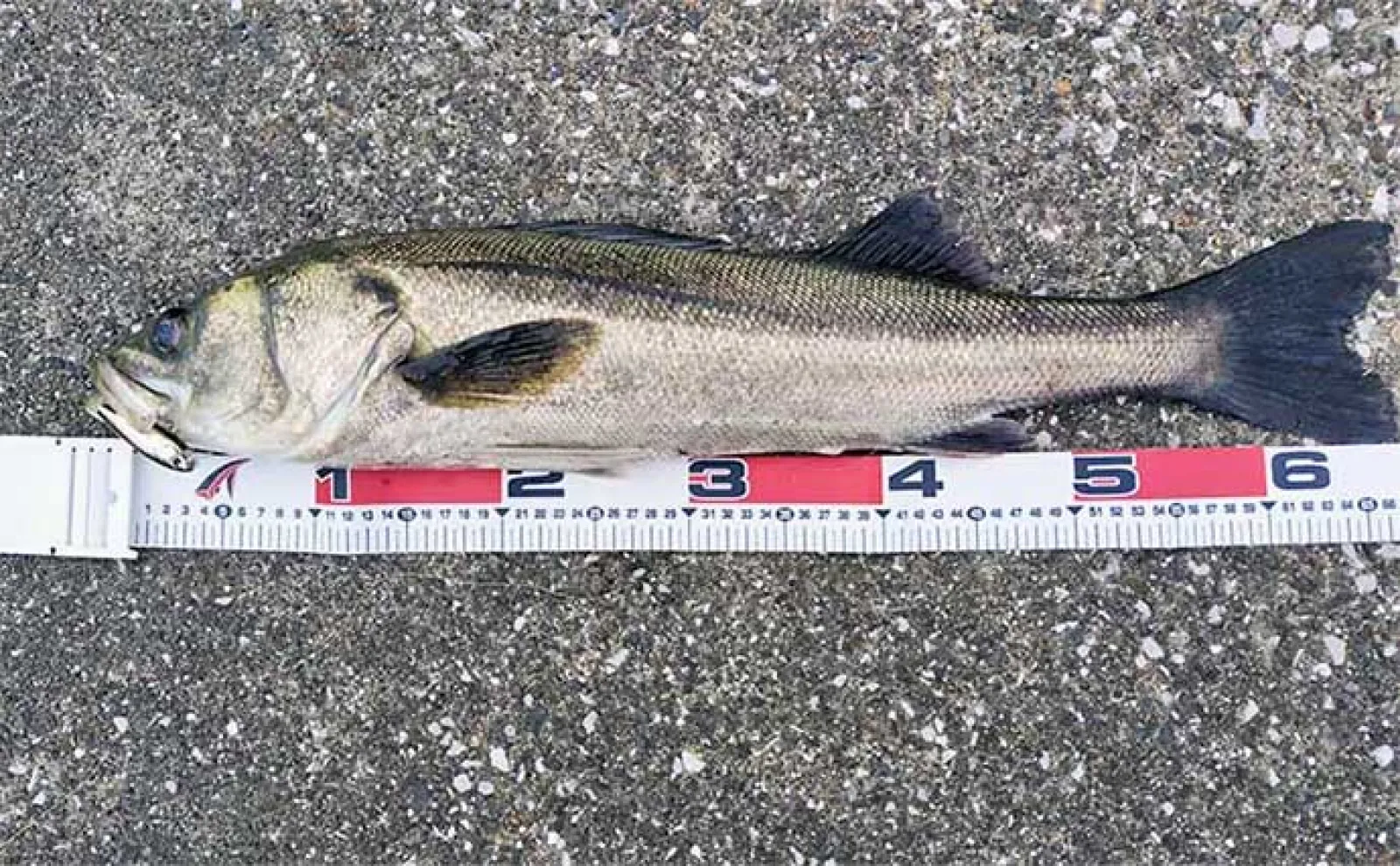 【ドブ川・日中・流れなし】釣れない条件揃った場所でもシーバスは釣れる