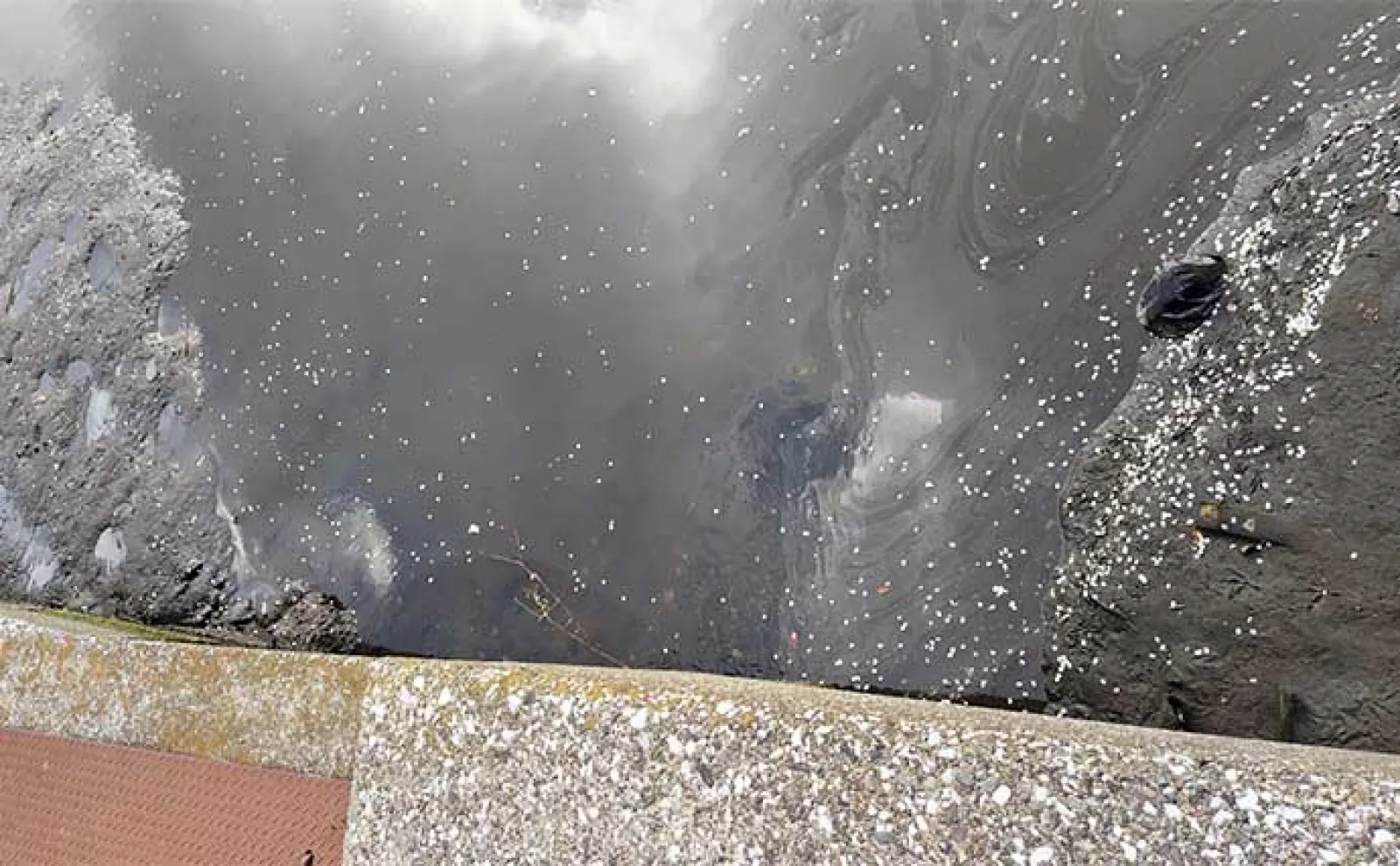 【ドブ川・日中・流れなし】釣れない条件揃った場所でもシーバスは釣れる