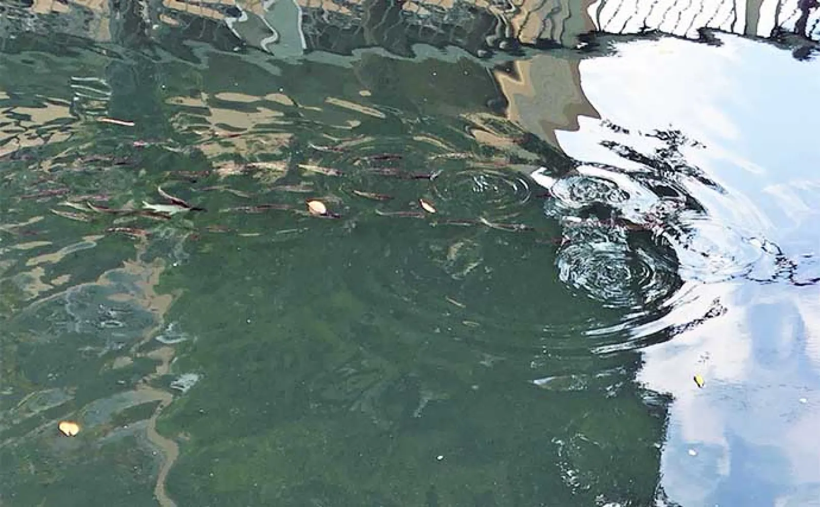 【ドブ川・日中・流れなし】釣れない条件揃った場所でもシーバスは釣れる