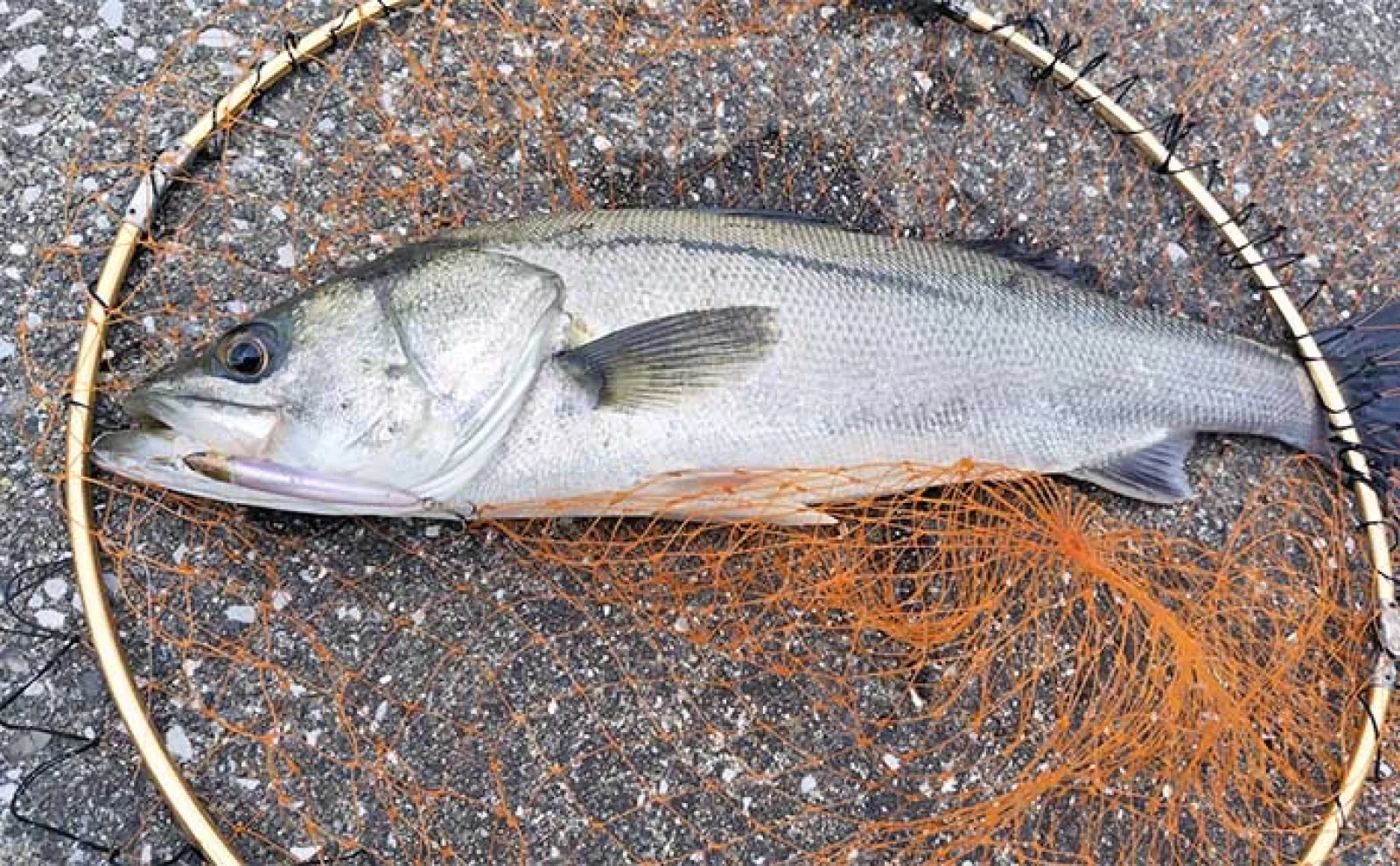 【ドブ川・日中・流れなし】釣れない条件揃った場所でもシーバスは釣れる