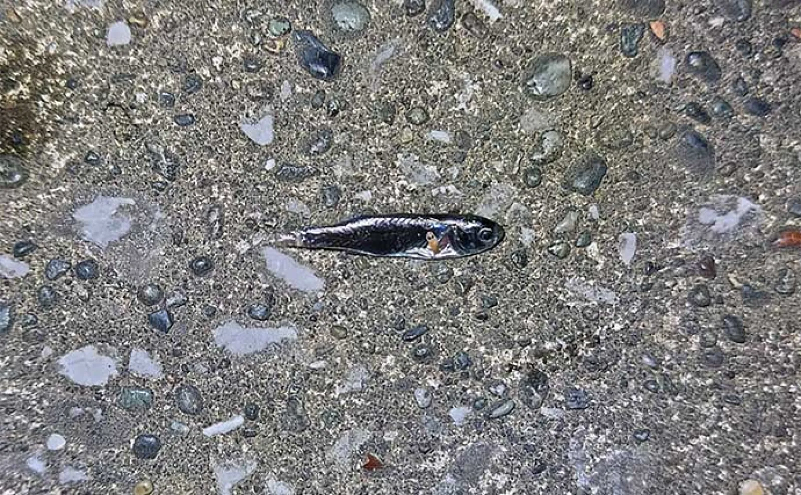 【ドブ川・日中・流れなし】釣れない条件揃った場所でもシーバスは釣れる
