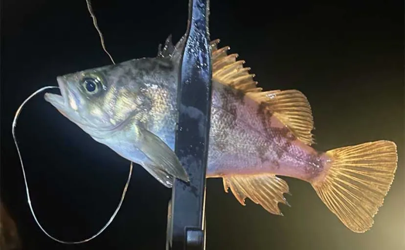 「4月の釣りは渋め？」2023年2～3月の厳冬期大阪湾陸っぱり釣況を分析