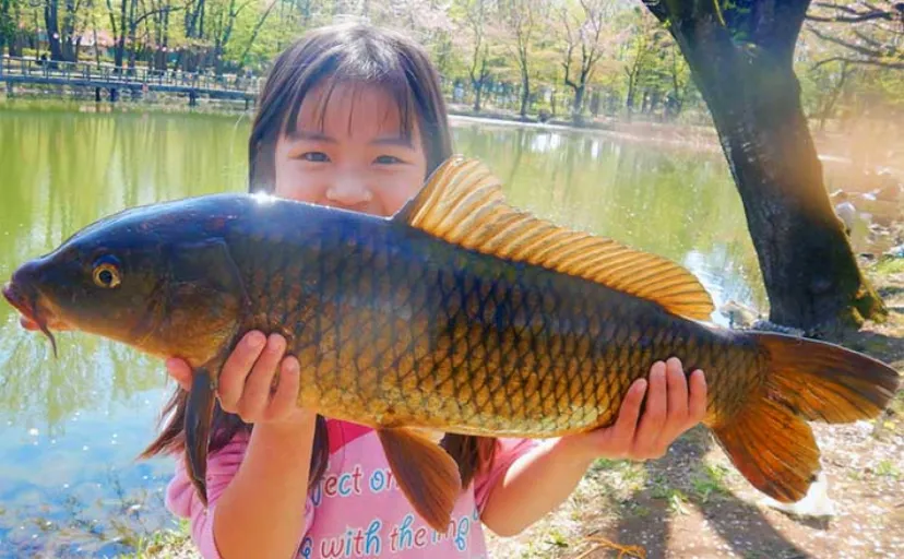 公園の池で61cm良型コイを手中【埼玉・鶴ヶ島運動公園】のべ竿パンコイ釣りで挑戦