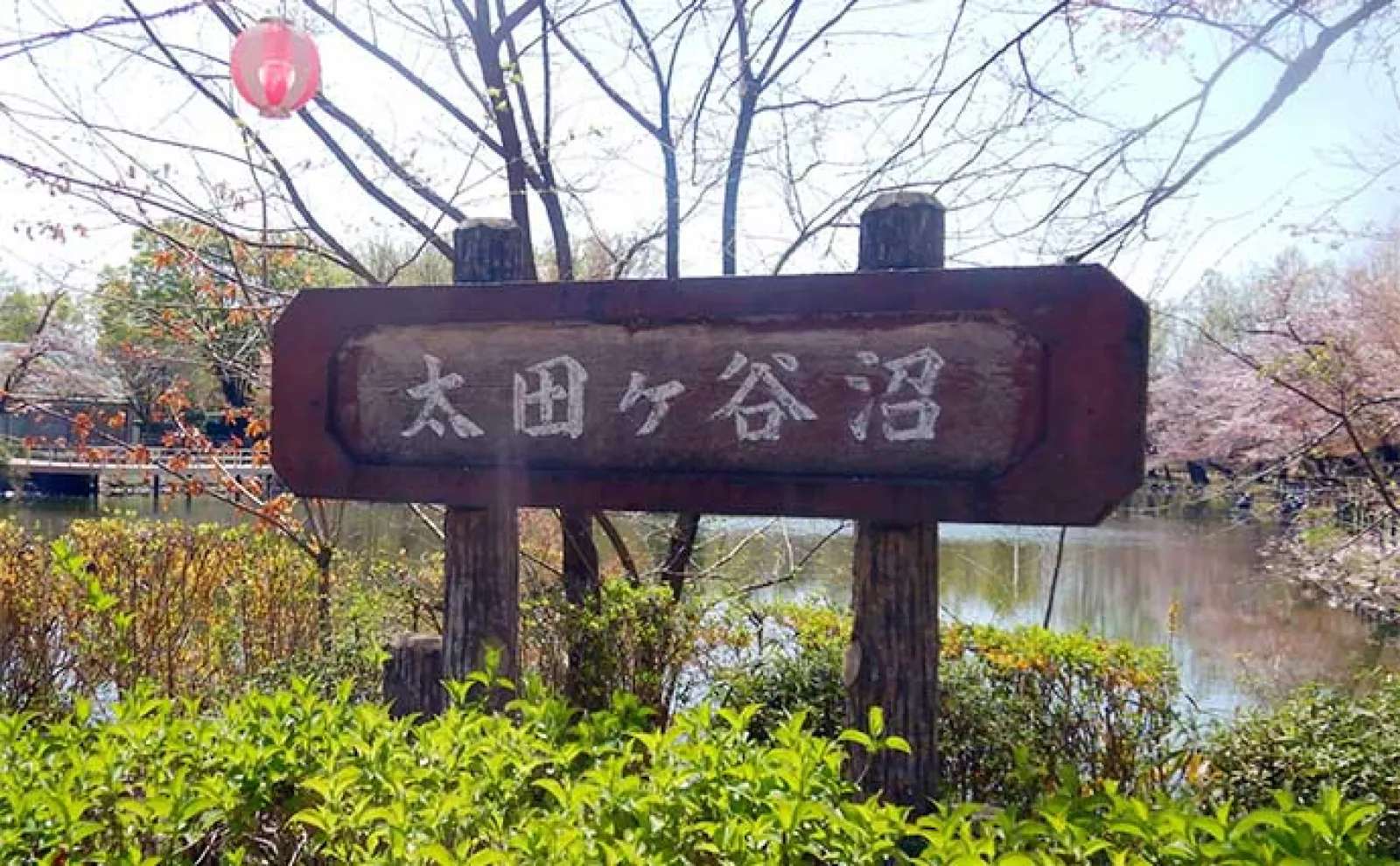 公園の池で61cm良型コイを手中【埼玉・鶴ヶ島運動公園】のべ竿パンコイ釣りで挑戦