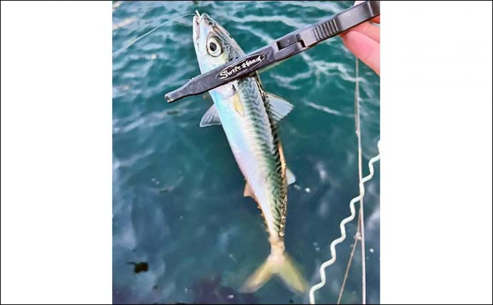 強風の中でのアジング釣行で本命アジ2尾キャッチ【大阪・泉南】サバも顔出し