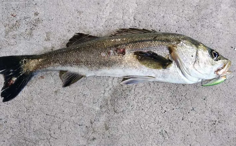 【釣り場の人的トラブル】原因と回避方法　隣の釣り人は「敵」ではなく「同士」