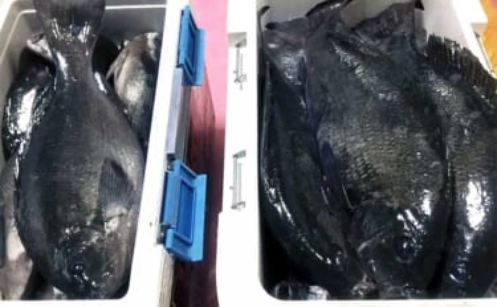 磯フカセ釣りで52cm頭に大型クロ（グレ）でクーラー2つ満タンに【長崎