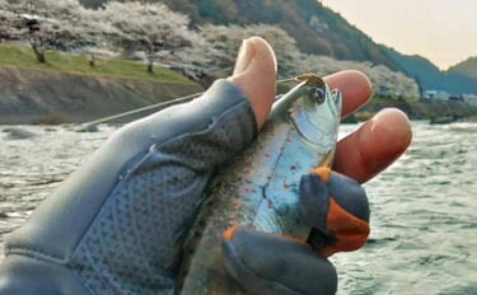 渓流エサ釣りで22cm頭にアマゴ18匹【岐阜・長良川本流】キンパクに好反応