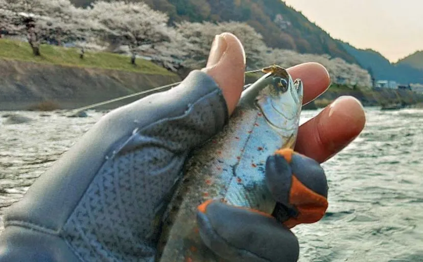 渓流エサ釣りで22cm頭にアマゴ18匹【岐阜・長良川本流】キンパクに好反応