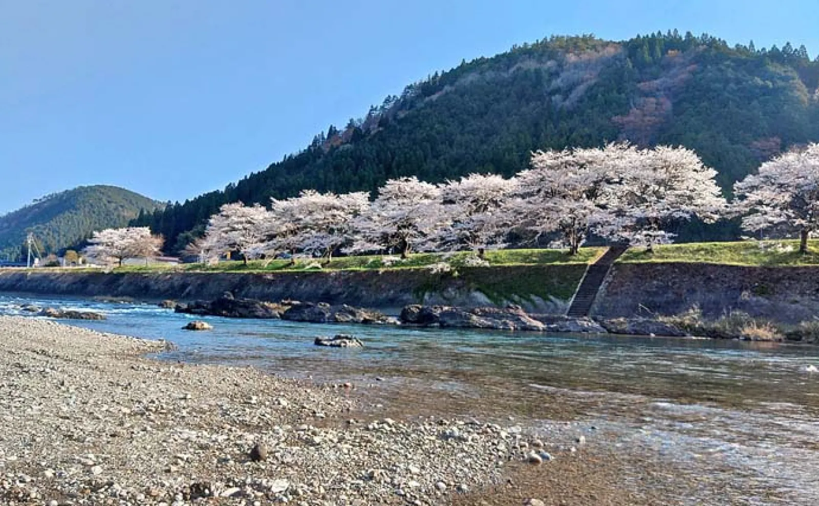 渓流エサ釣りで22cm頭にアマゴ18匹【岐阜・長良川本流】キンパクに好反応
