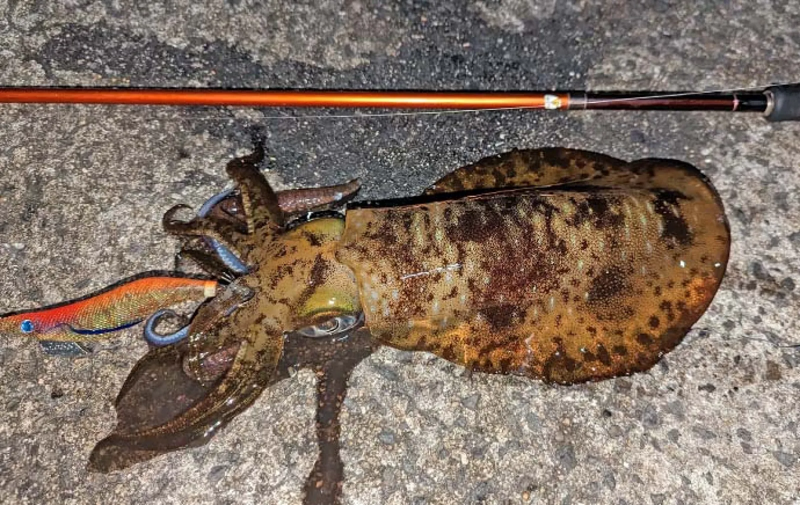 陸っぱりルアーシーバス釣行で70cm頭に良型好捕【熊本・鬼池】明暗狙って連発