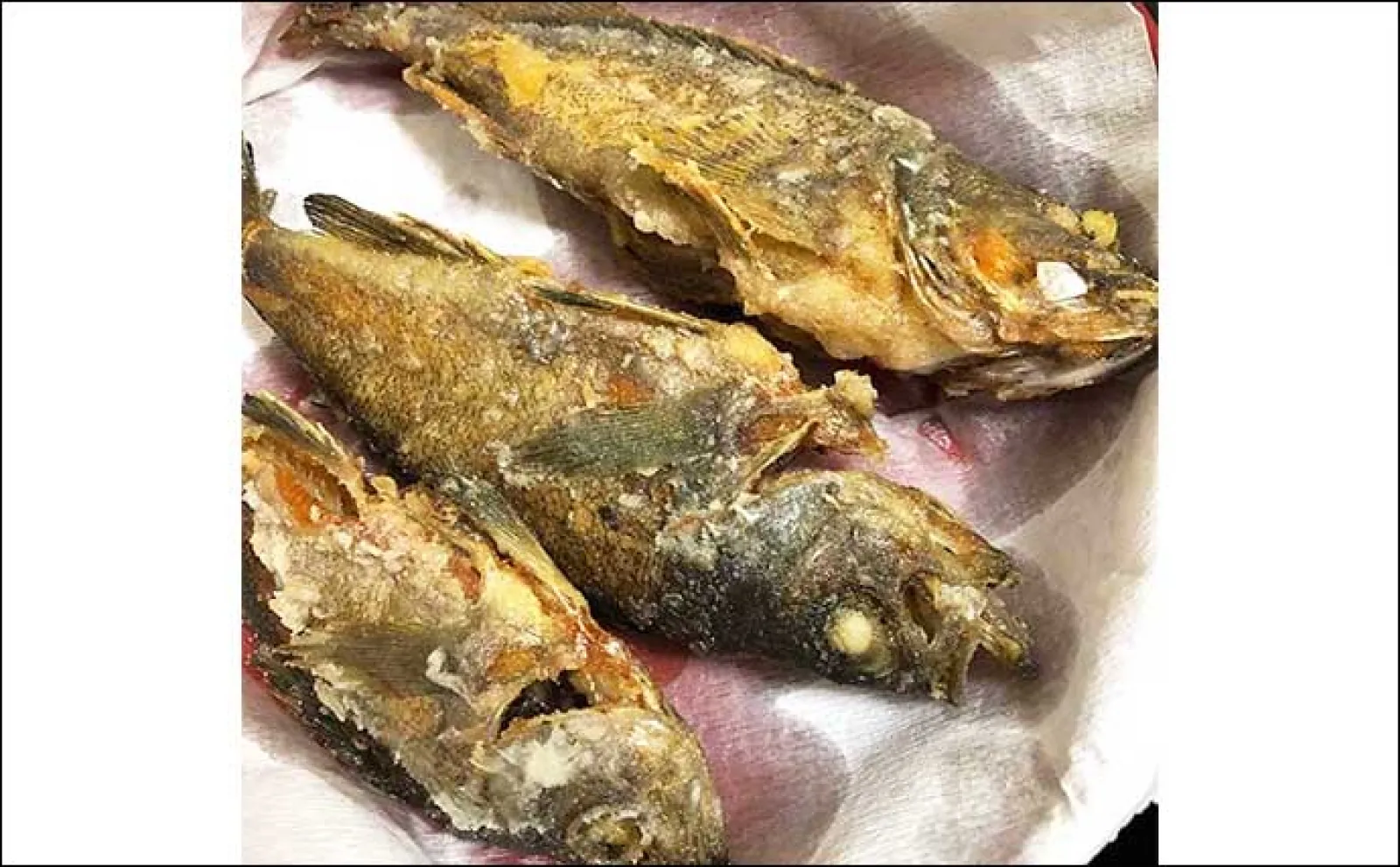 カサゴの釣り方を徹底解説【初心者向け】誰でも手軽に釣れる3つの方法とは?