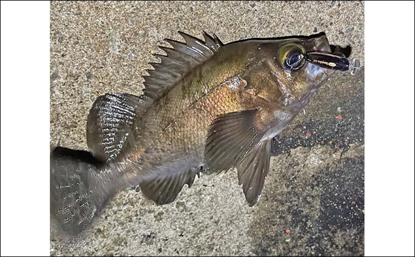 バチ抜け期にワンタックルでチヌ・シーバス・アジ・メバル4魚種を狙う 推奨タックルは?