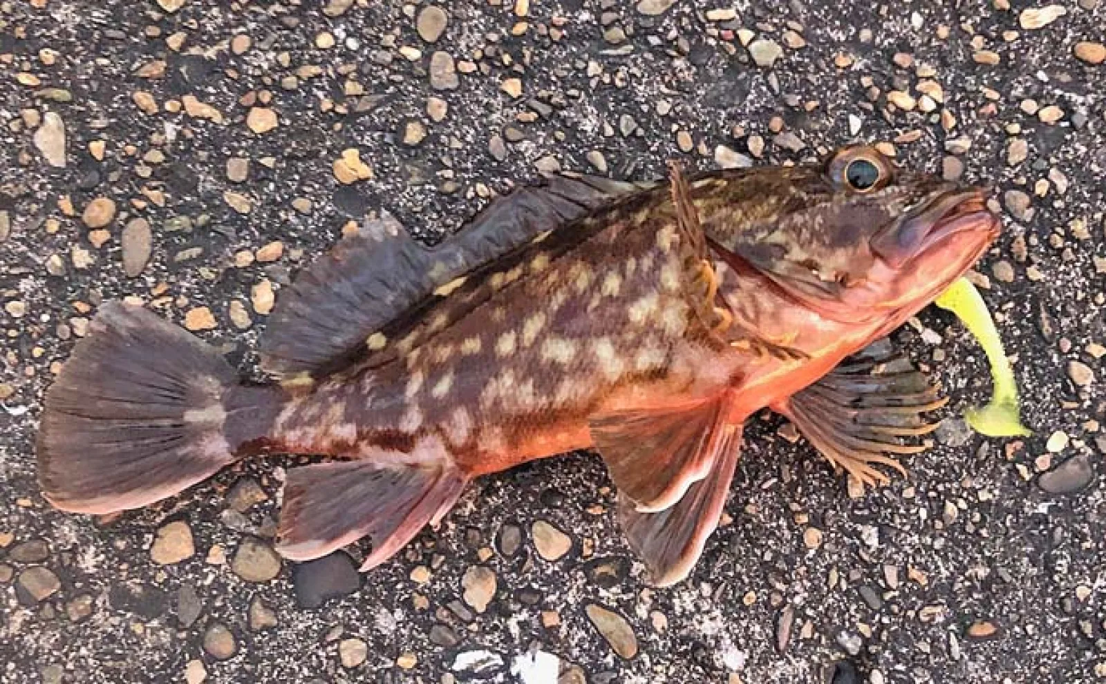 「4月は意外と釣れない時期?」春の大阪湾奥陸っぱりオススメ釣りモノを紹介