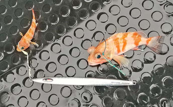 中深海ジギング釣行で大本命アカムツ手中【和歌山・浦神】朝イチ