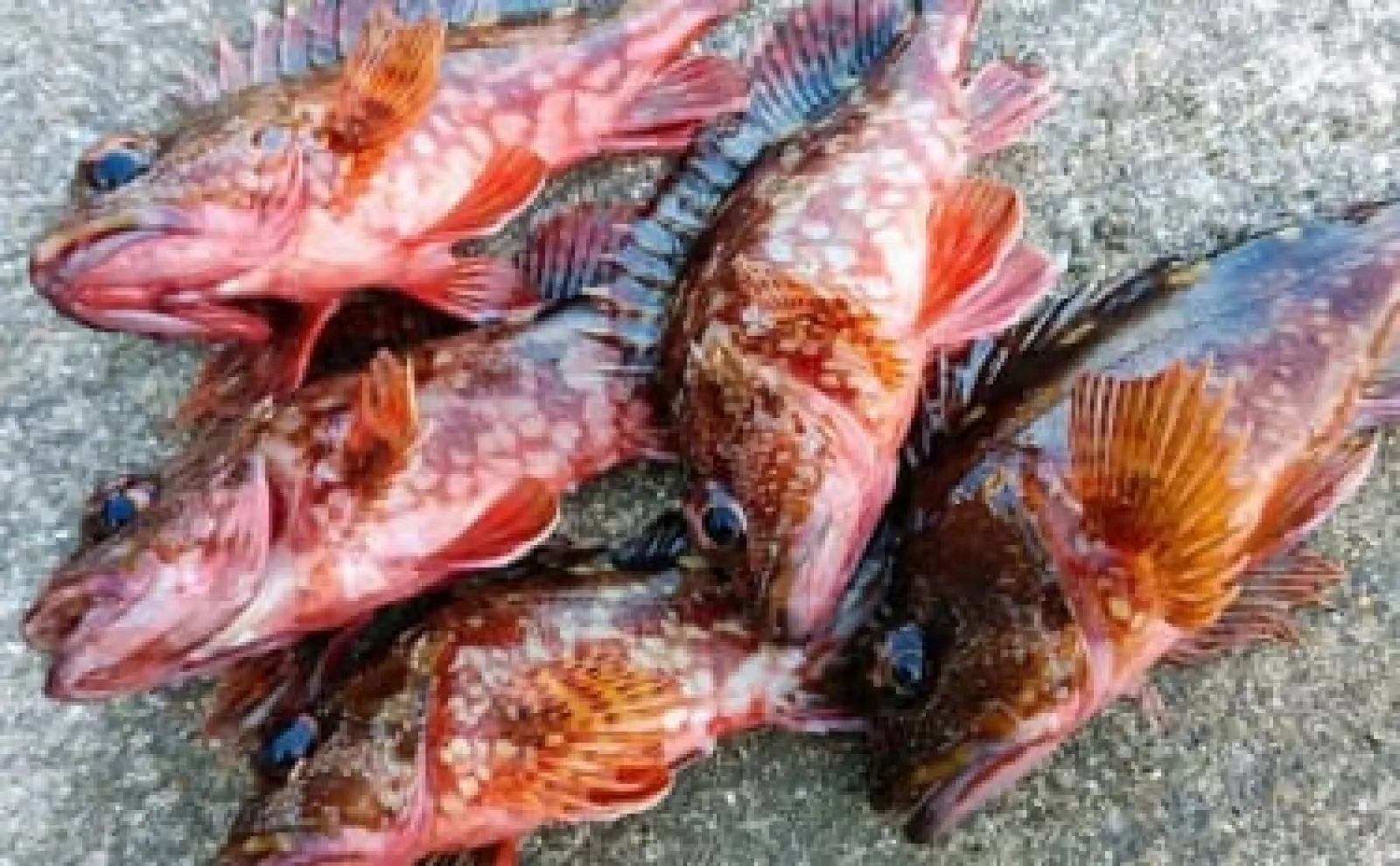 カサゴの釣り方を徹底解説【初心者向け】誰でも手軽に釣れる3つの方法とは？