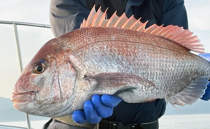 乗っ込みシーズンのタイラバ＆ジギング釣行で良型マダイ連発【上越・子丸】青物も浮上