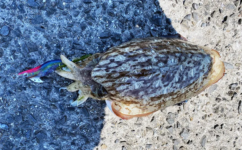 「餌木のカラーローテ禁止」エギング釣行に挑戦　アクションだけでは限界あり？