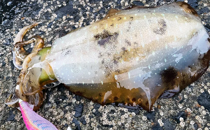 短時間エギング釣行で500g級を頭にアオリイカ2尾手中【熊本・天草】大型への期待高まる