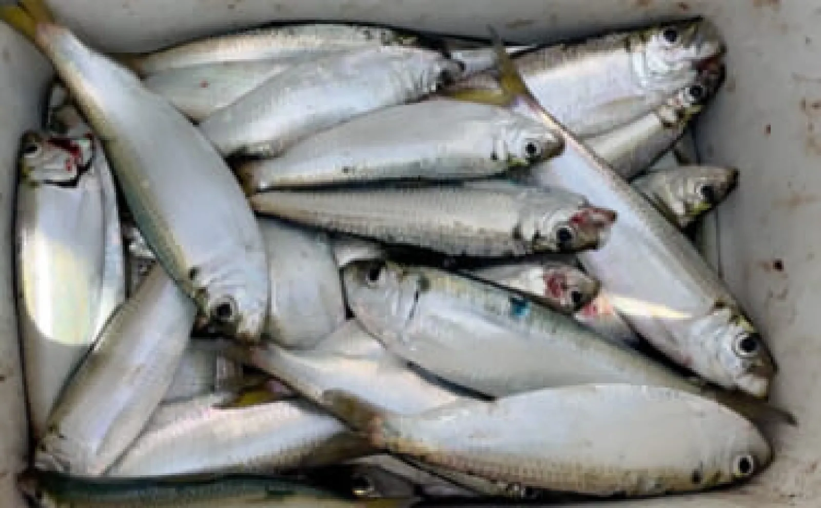 サビキ釣りでサッパを快釣【愛知・碧南海釣り公園】良型マダカも顔出し