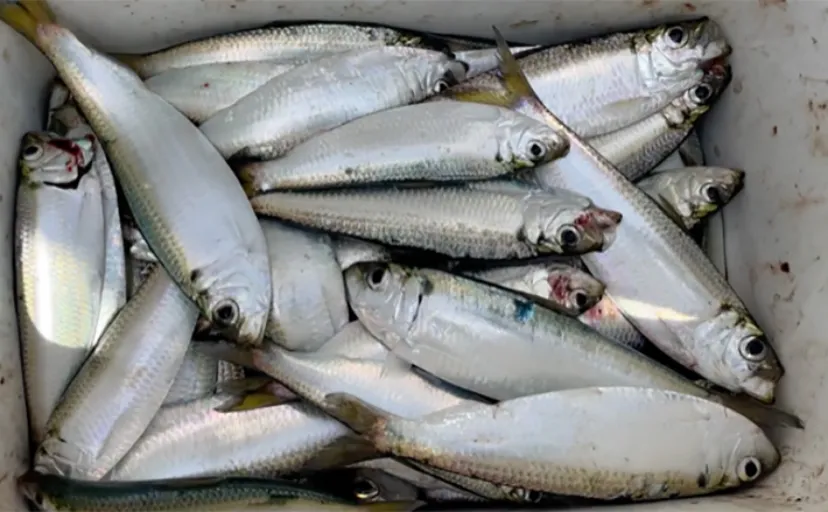 サビキ釣りでサッパを快釣【愛知・碧南海釣り公園】良型マダカも顔出し