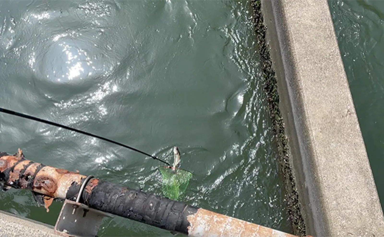 サビキ釣りでサッパを快釣【愛知・碧南海釣り公園】良型マダカも顔出し