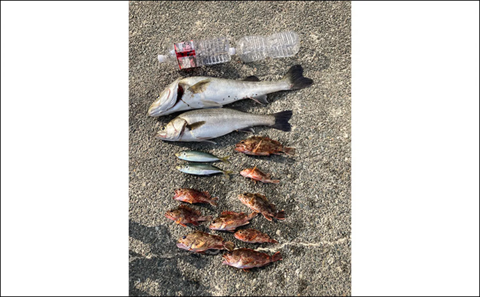ゴムボート釣行で80cm頭に良型シーバス好捕【福岡・玄界灘】ジギングで挑戦