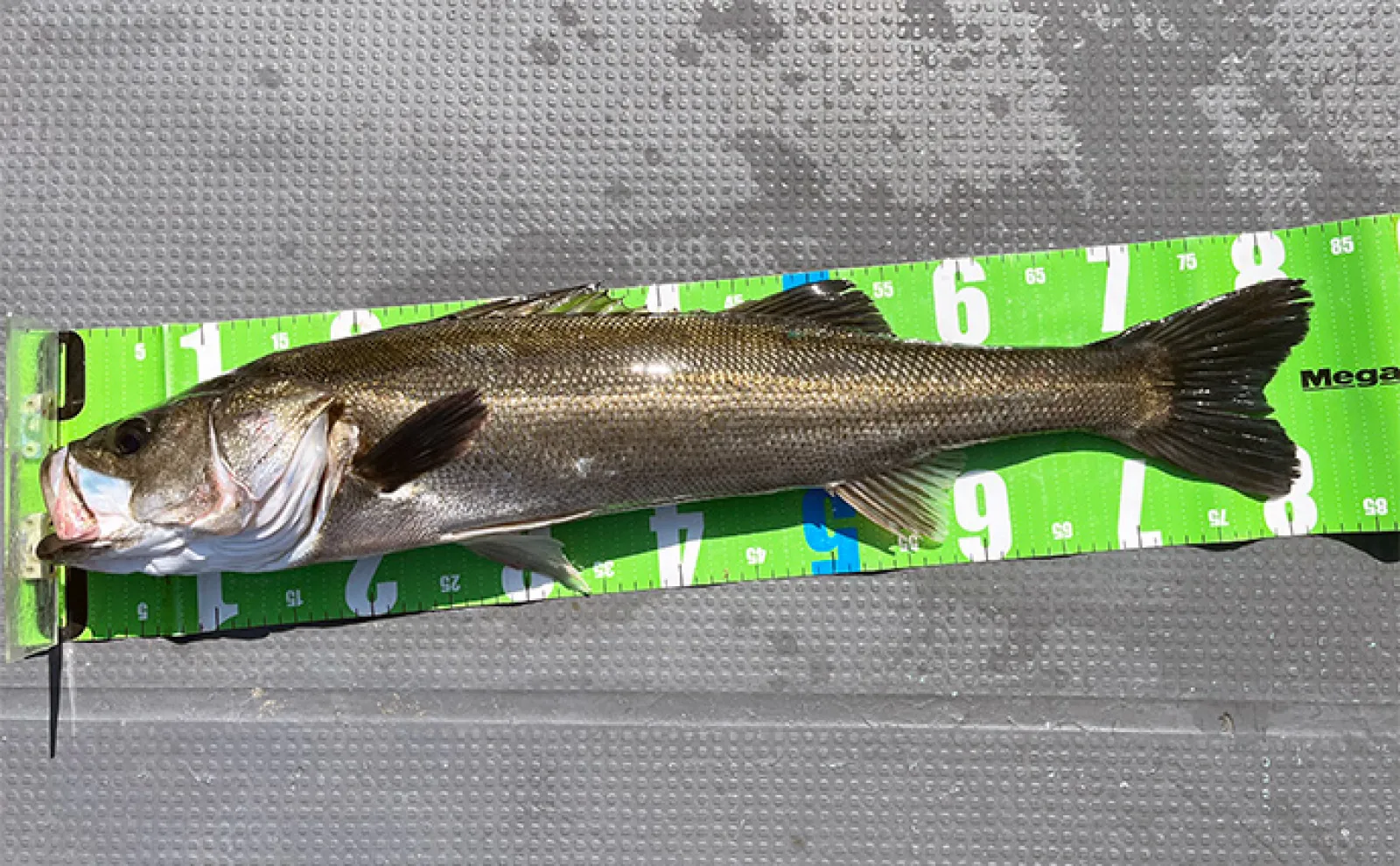 三河湾ボート釣りで80cm頭に良型シーバス乱舞 爆釣のカギはミノーのただ巻き?