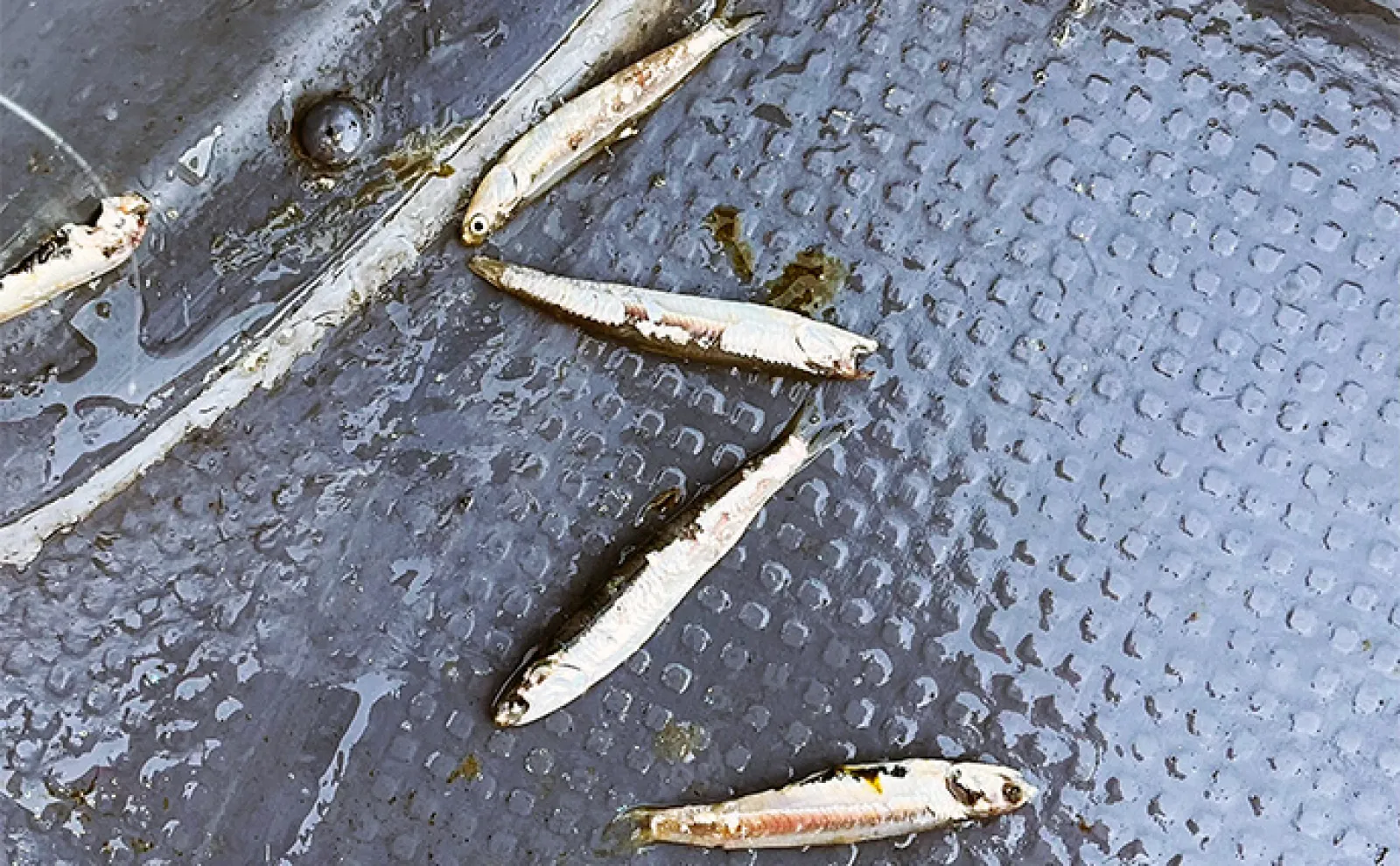 三河湾ボート釣りで80cm頭に良型シーバス乱舞 爆釣のカギはミノーのただ巻き?