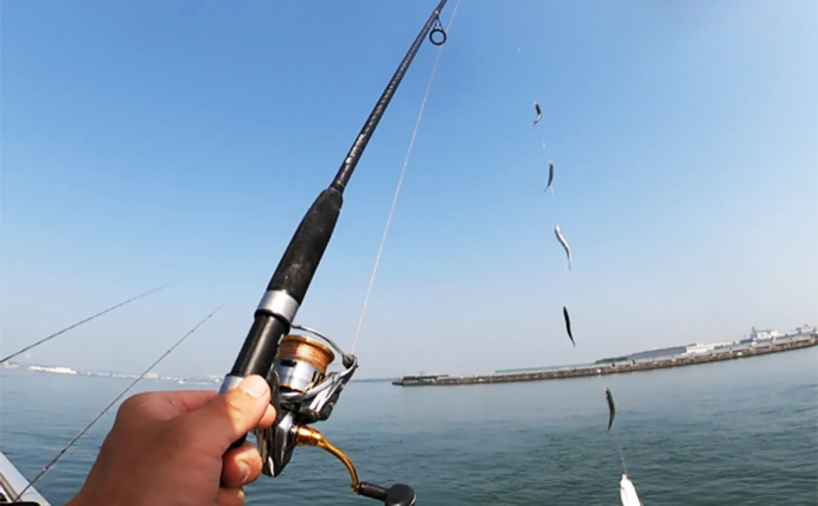 サビキ釣りでサッパを快釣【愛知・碧南海釣り公園】良型マダカも顔出し