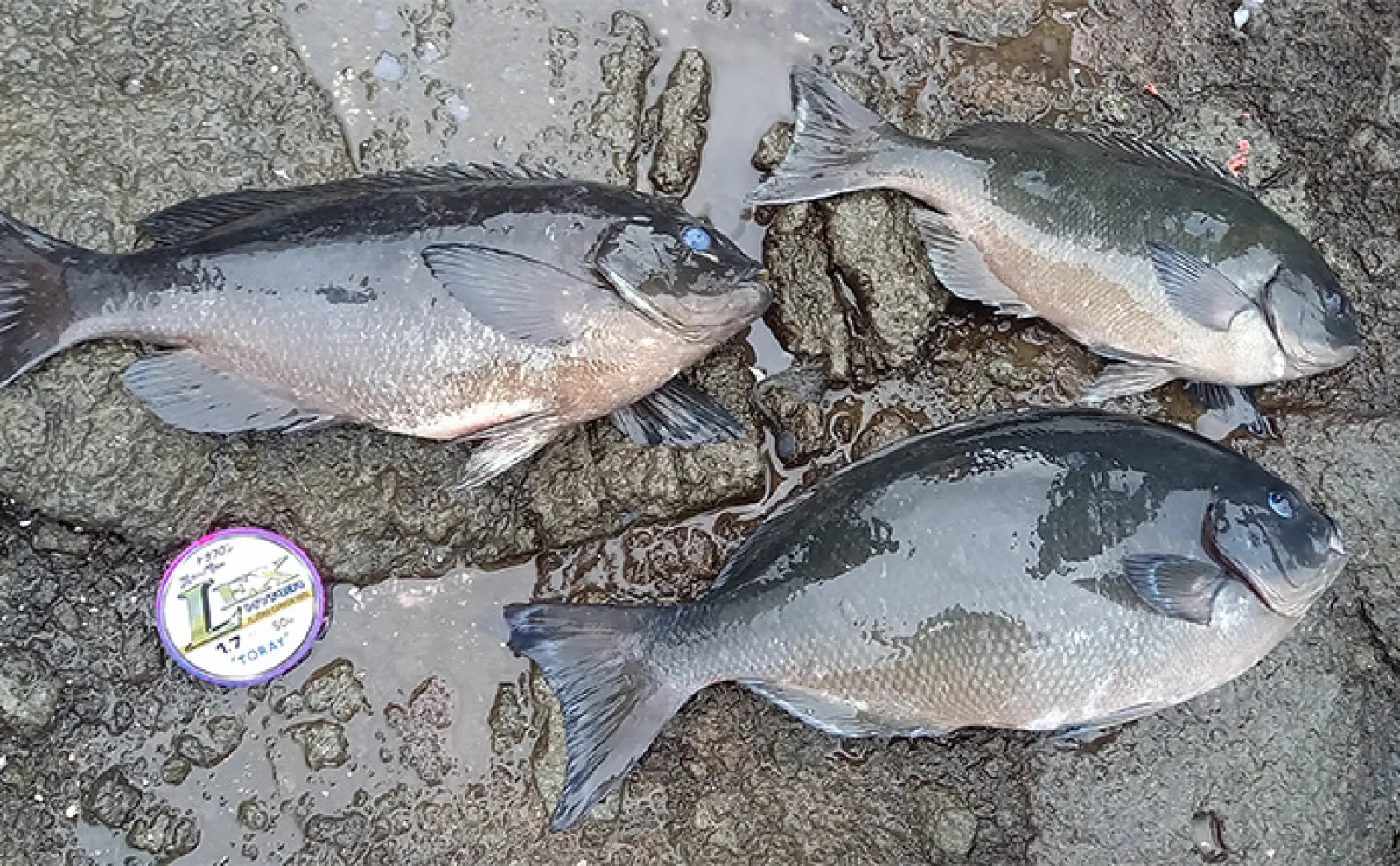 オリムピック BR ボロン 列島 5-54ST 磯 堤防 ふかせ釣り 遠投