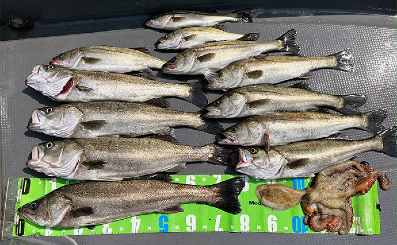 三河湾ボート釣りで80cm頭に良型シーバス乱舞 爆釣のカギはミノーのただ巻き?