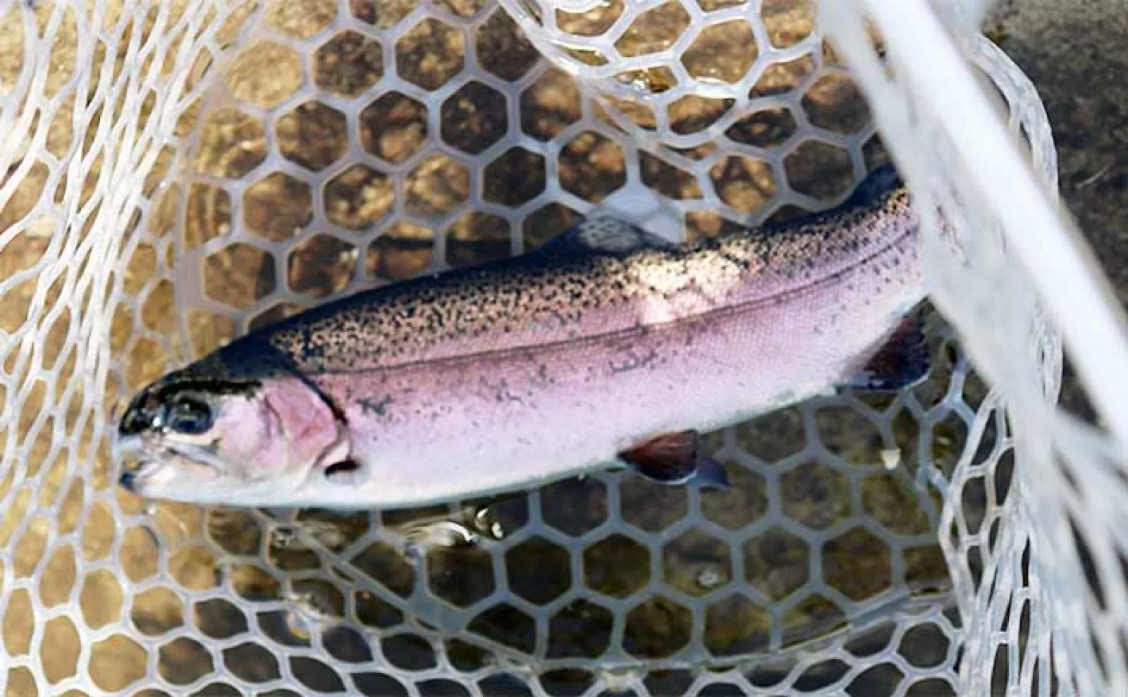 エリアトラウトでのトップゲームでニジマス乱舞【長野・平谷湖