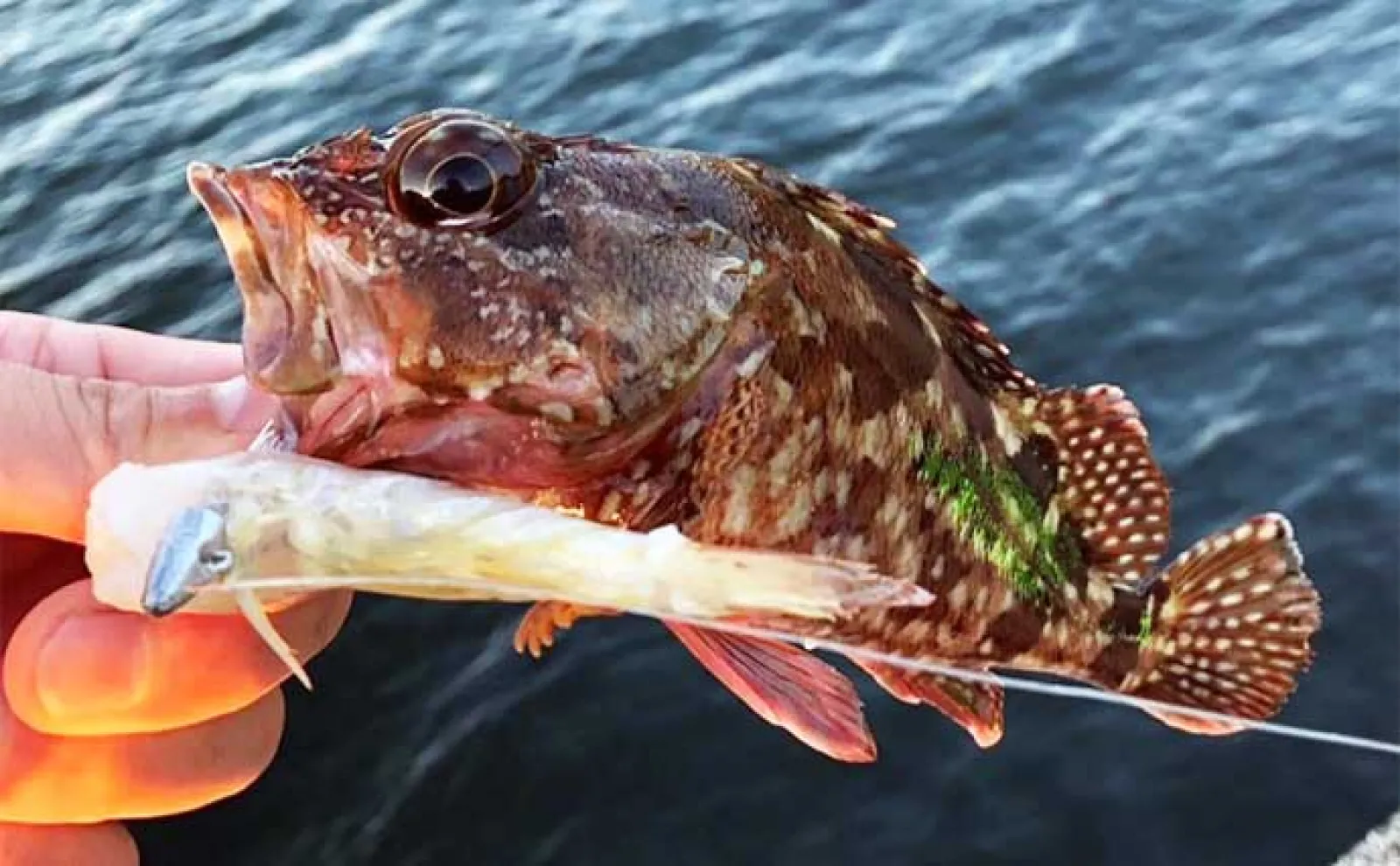 堤防最重量級魚『コブダイ』をエビとジグヘッドで釣る方法 【タックル・時期・釣り方】