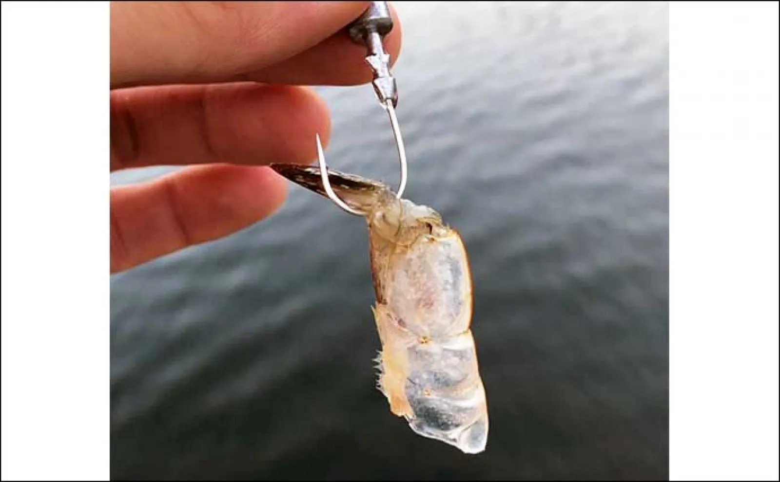 堤防最重量級魚『コブダイ』をエビとジグヘッドで釣る方法 【タックル・時期・釣り方】