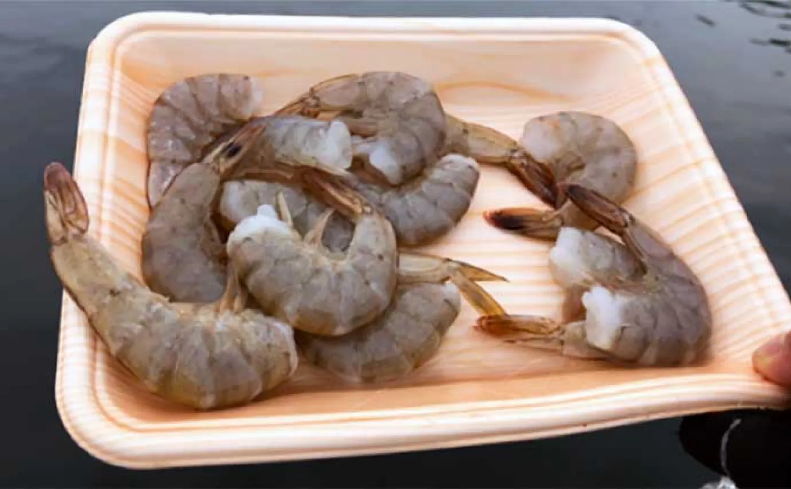 堤防最重量級魚『コブダイ』をエビとジグヘッドで釣る方法 【タックル・時期・釣り方】