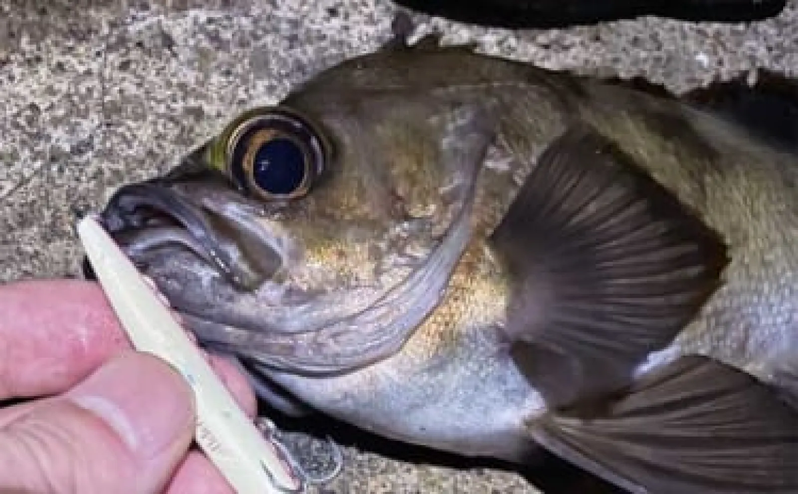 「藻場」は魚が集まるけど釣りづらい？　プラッギングが攻略の決め手に