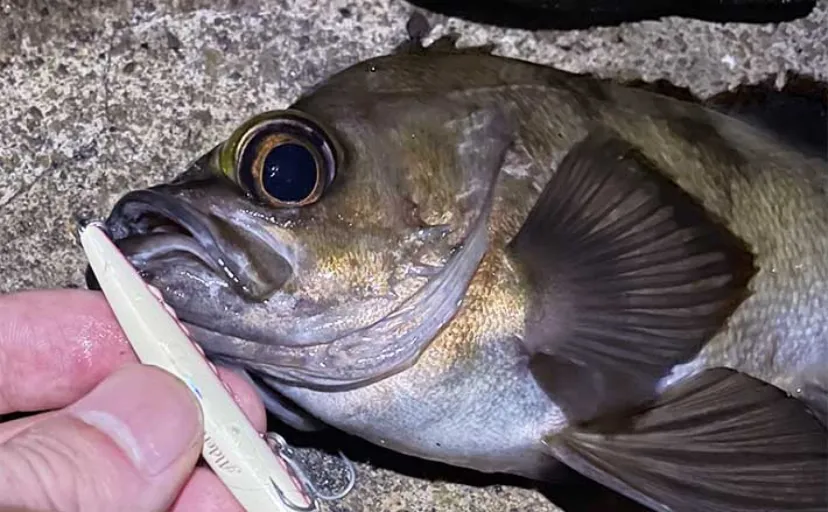 「藻場」は魚が集まるけど釣りづらい？　プラッギングが攻略の決め手に