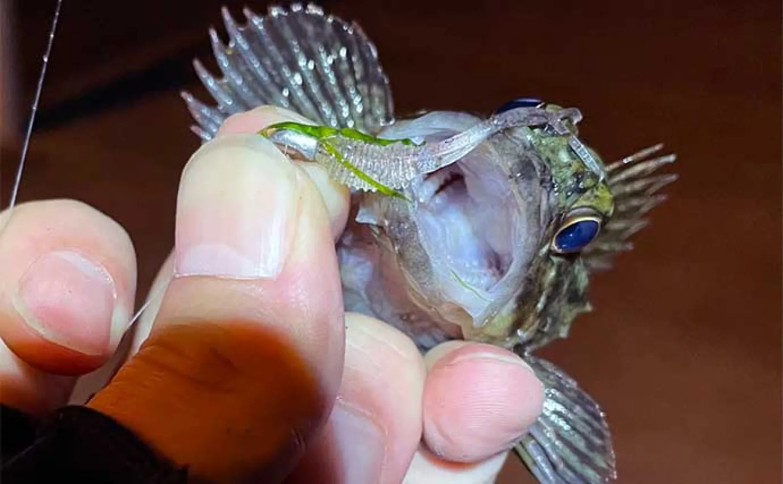 「藻場」は魚が集まるけど釣りづらい? プラッギングが攻略の決め手に