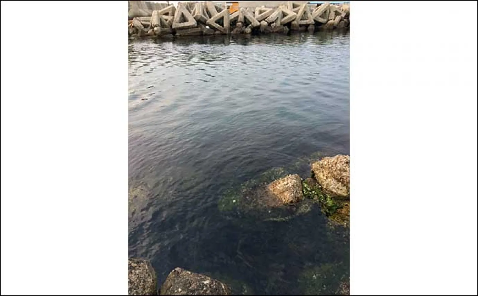「藻場」は魚が集まるけど釣りづらい? プラッギングが攻略の決め手に